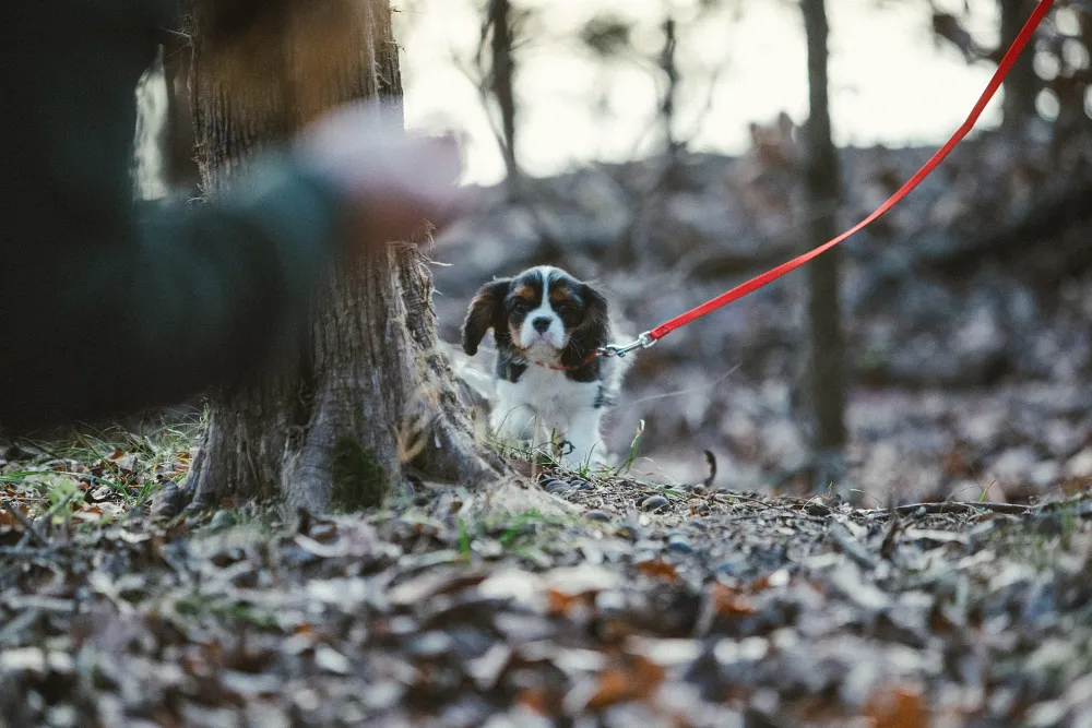 5 Training Games to Teach Your Puppy